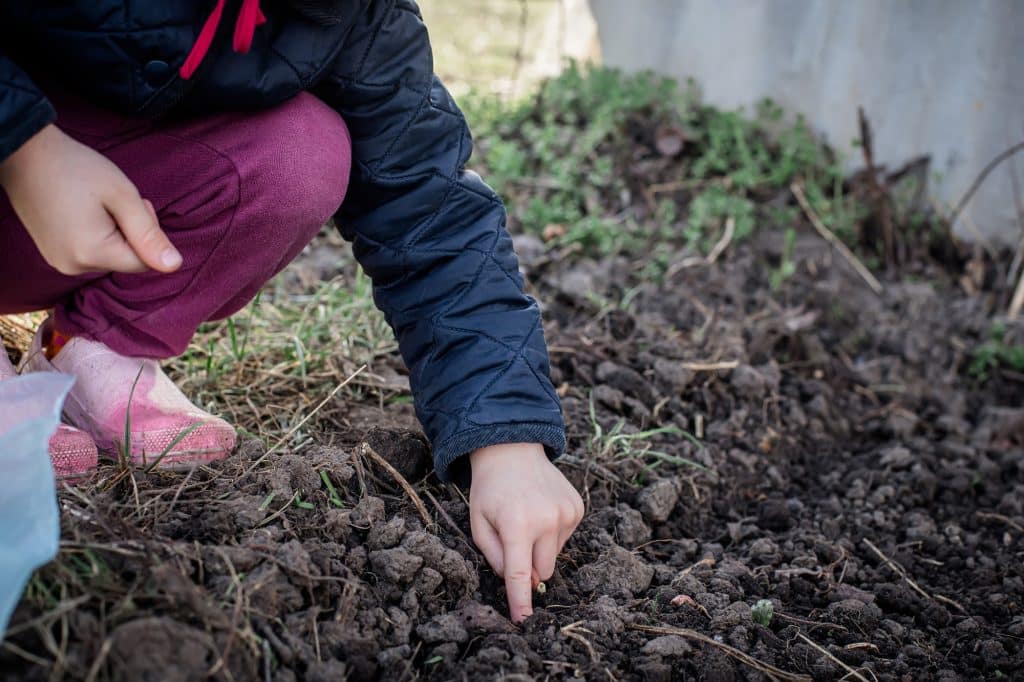 The little fingers of the farmer's baby push pea seeds into the ground. Teaching farming to children